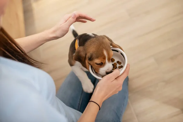 Un'immagine ravvicinata di un cucciolo che mangia da un piatto — Foto Stock