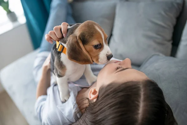 Lindo poco cachorro buscando seria mientras su propietario jugando con hime —  Fotos de Stock