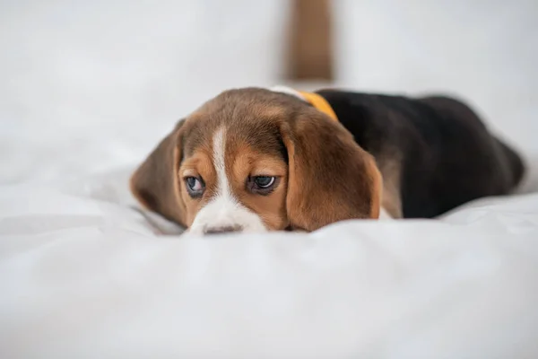 Um filhote de cachorro beagle bonito deitado na cama e olhando doce — Fotografia de Stock