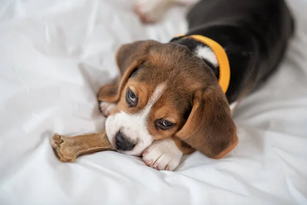 Um filhote de cachorro beagle bonito deitado na cama e olhando doce — Fotografia de Stock