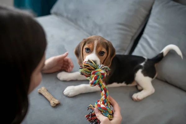 Cãozinho beagle bonito com um osso de brinquedo — Fotografia de Stock