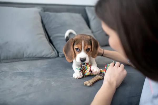 Cute little beagle puppy with a toy bone — Stock Photo, Image