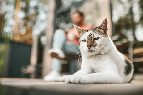 Niedliche Katze schaut Kamera und Mann an — Stockfoto