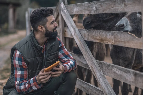 Un uomo barbuto con una tavoletta in mano in un allevamento di bestiame — Foto Stock