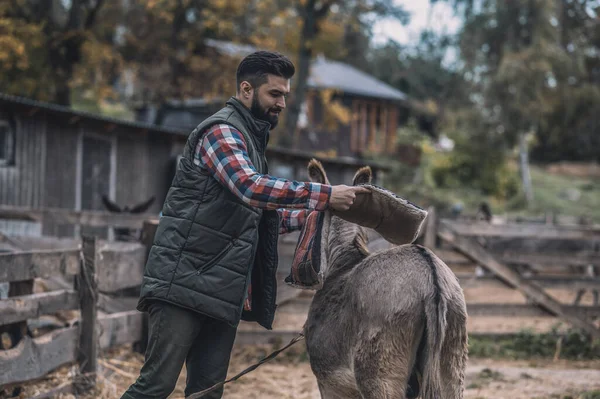 Ein Mann setzt einen Sattel auf einen Esel zurück — Stockfoto
