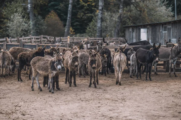 Un troupeau d'ânes dans un enclos à bétail — Photo