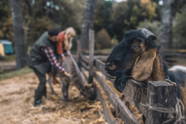 Nahaufnahme eines Schafskopfes unter dem Zaun eines Rinderstalls — Stockfoto
