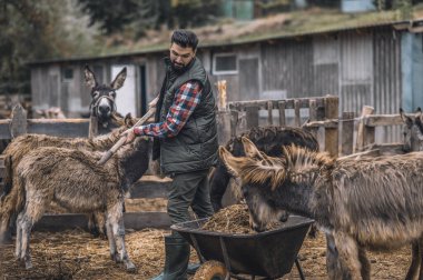 Sığır ağılını temizleyen ve meşgul görünen bir çiftçi.