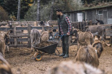 Bir çiftçi sığır ağılını temizledikten sonra gübreyle bir araba taşıyor.
