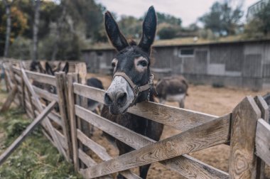 Organik çiftlikteki sığır ağılında eşekler