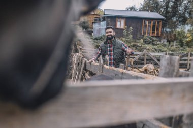 Organik çiftlikteki sığır ağılında eşekler