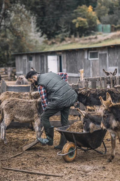 Um fazendeiro limpando o gado-caneta e olhando ocupado — Fotografia de Stock