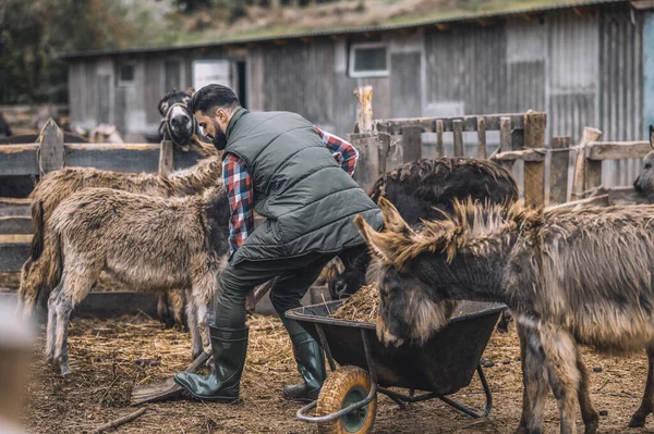 Um fazendeiro limpando o gado-caneta e olhando ocupado — Fotografia de Stock