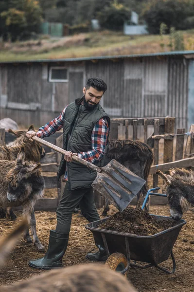 Agricultor com uma pá limpando o esterco na barraca — Fotografia de Stock