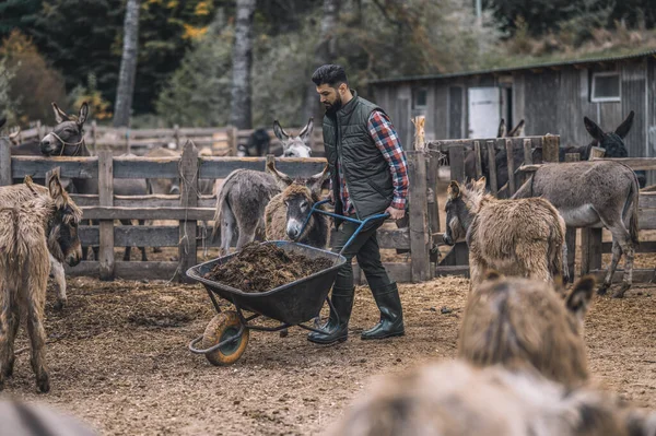 Um fazendeiro carniça um vagão com esterco depois de limpar o gado-caneta — Fotografia de Stock