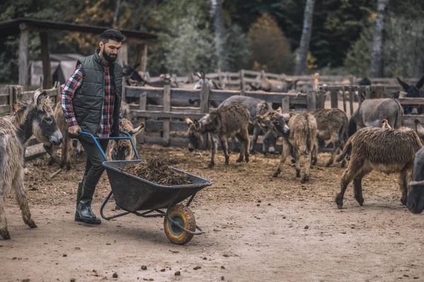 Um fazendeiro carniça um vagão com esterco depois de limpar o gado-caneta — Fotografia de Stock