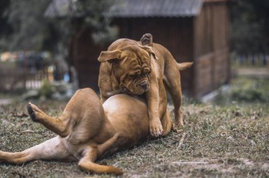 Yerde oynayan iki köpek.