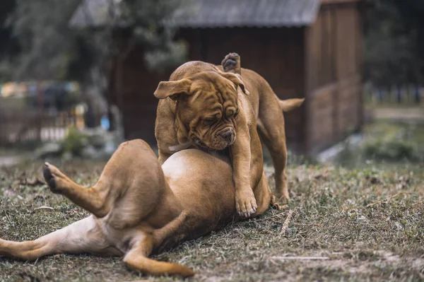 Two dogs playing on the ground — Stock Photo, Image