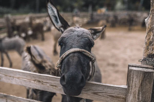 Niedliche Esel auf dem Viehhof — Stockfoto