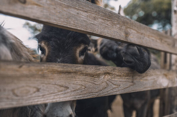 Flock of donkeys in the stall at the organic farm