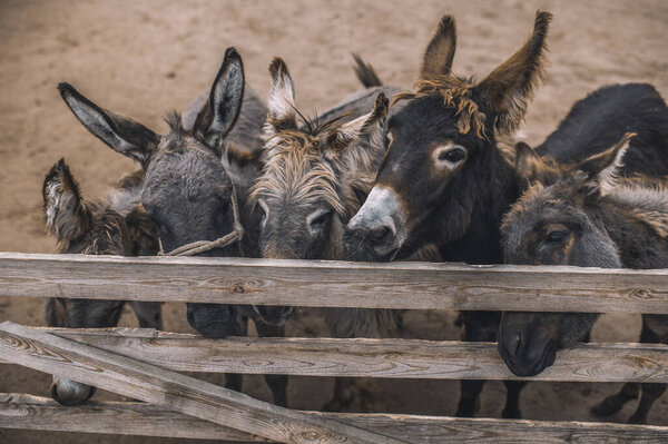 Flock of donkeys in the stall at the organic farm
