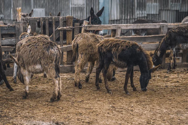 Animals in the catlle-pen at the farm