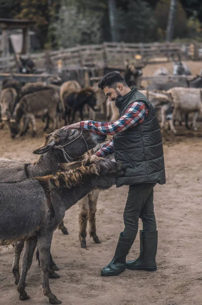 Un granjero con sus animales en el fram — Foto de Stock