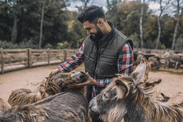 Egy keretező kommunikál az állatokkal az istállóban. — Stock Fotó