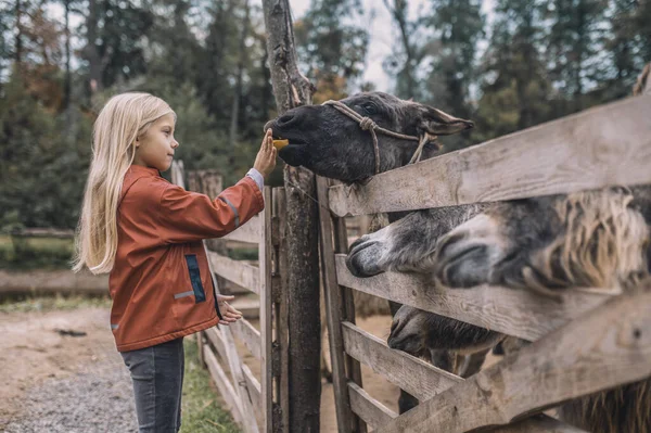 Blondýny roztomilý dívka stojící v blízkosti dobytek-pero — Stock fotografie
