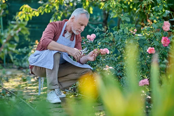 Grijsharige man die in een tuin werkt en er geconcentreerd uitziet — Stockfoto