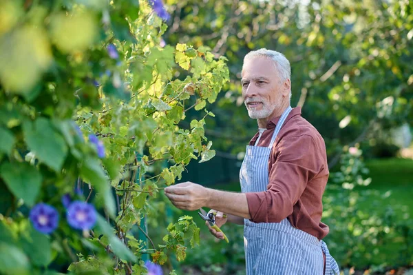 Мужчина средних лет, работающий в саду с инвентарем Гтаредена — стоковое фото
