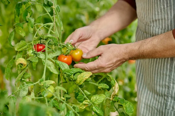 Close up picture of mans hands holding fresh tomatoes — стоковое фото