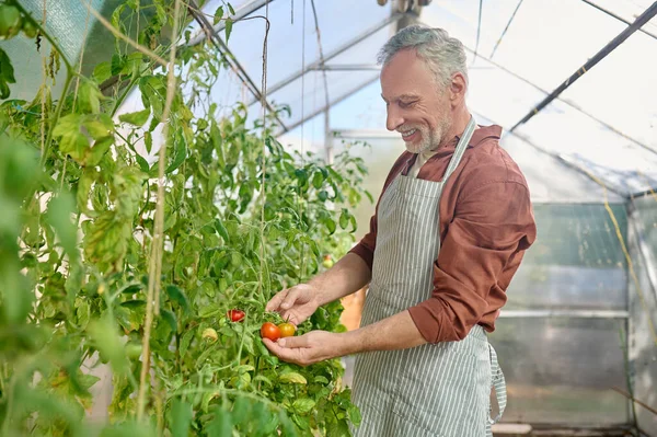 Een man met een baard in de kas met tomaten in handen. — Stockfoto