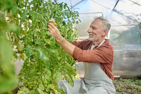 Een man met een baard in de kas met tomaten in handen. — Stockfoto