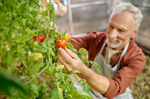 Een volwassen grijs-harige man op zoek betrokken tijdens het werken in een kas — Stockfoto