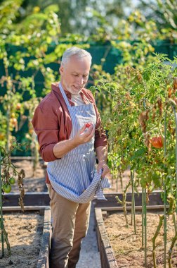 Mature man working in the greenhouse and holding tomatoes in hands
