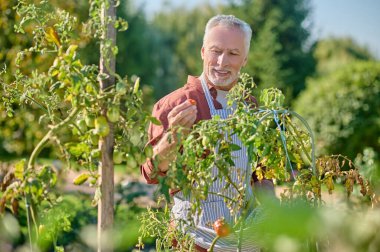 Mature man working in the greenhouse and holding tomatoes in hands