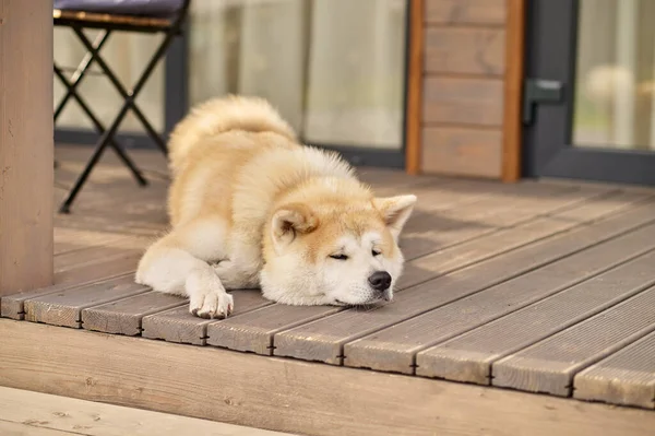 Shiba inu dog lying sleeping on porch of house — Fotografia de Stock