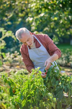 Gray-haired man looking busy while working in the garden