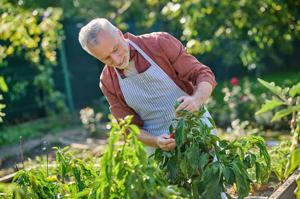 Gray-haired man looking busy while working in the garden — Stockfoto