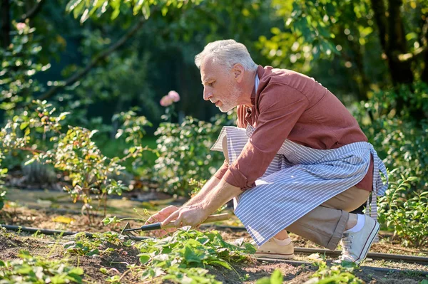 Gray-haired gardener raking the ground and looking busy