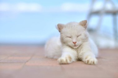 Beyaz kedi gözleri kapalı yatıyor.