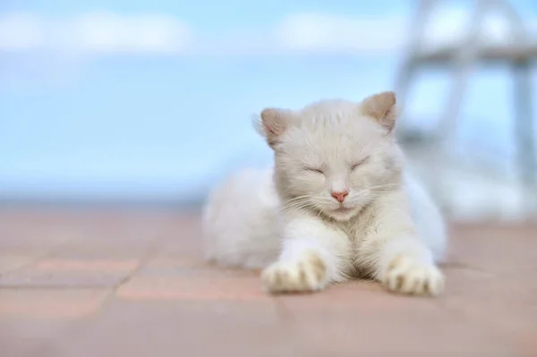 Белая кошка лежит с закрытыми глазами — стоковое фото
