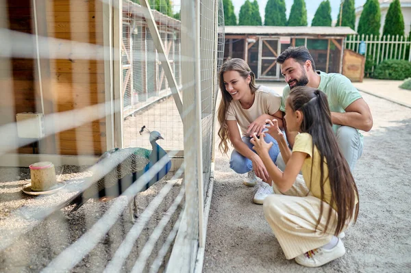 A family looking at the peacock at the zoo — 스톡 사진