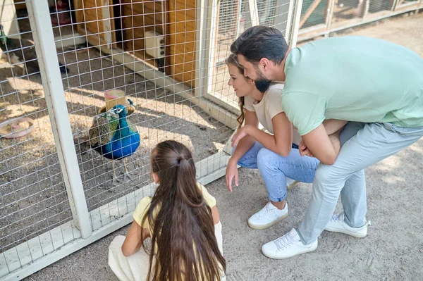Uma família olhando para o pavão no zoológico — Fotografia de Stock