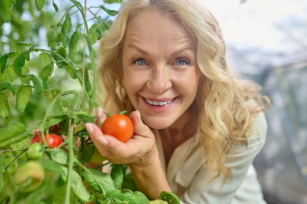 Vrouw aanraken groeiende tomaat glimlachen op camera — Stockfoto