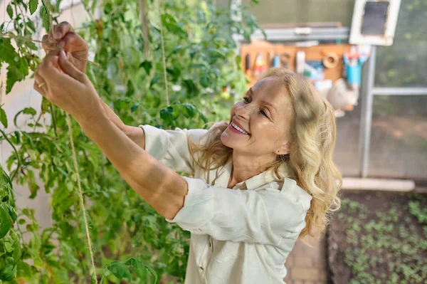 Top view of woman tying seedlings in greenhouse — Stockfoto