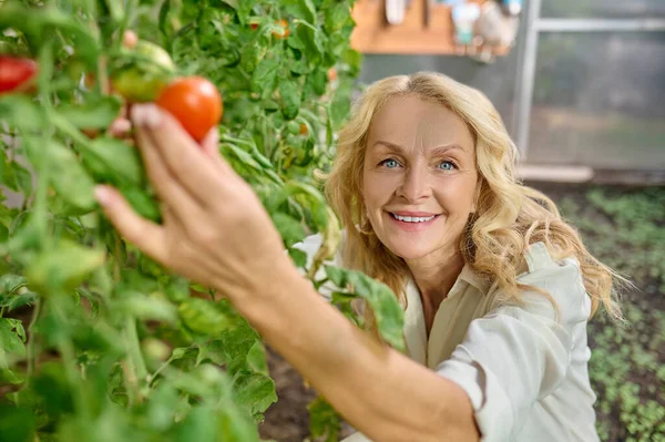 Woman showing at camera growing tomato in greenhouse — Stockfoto