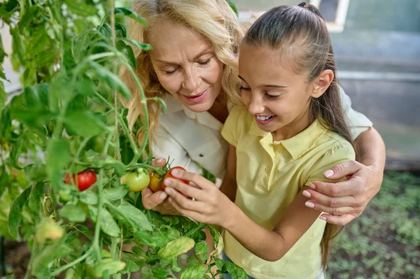 Woman hugging girl admiring growing tomatoes — Zdjęcie stockowe