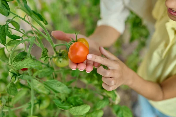 Childs vinger aanraken tomaat liggend op vrouwelijke hand — Stockfoto